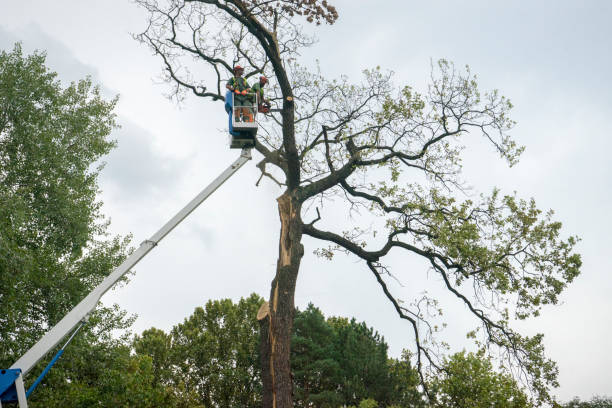 Best Palm Tree Trimming  in Artesia, CA