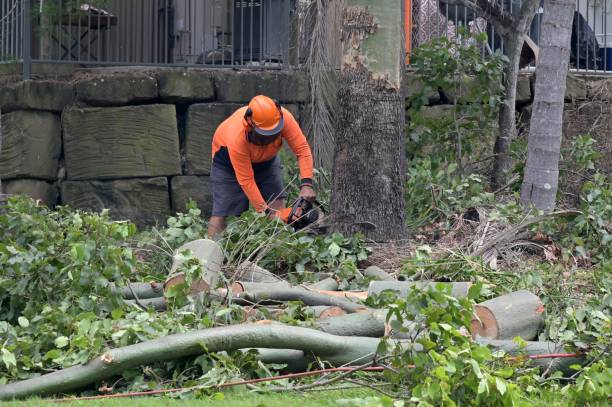 Best Tree Preservation Services  in Artesia, CA