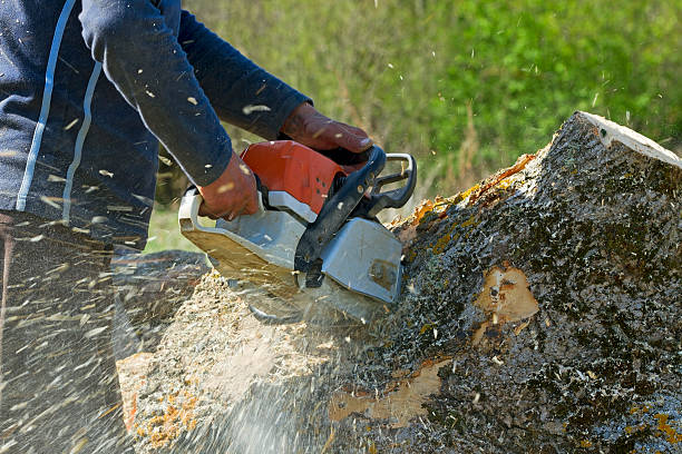 Best Tree and Shrub Care  in Artesia, CA